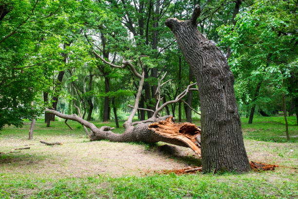 How Our Tree Care Process Works  in  St Charles, MI