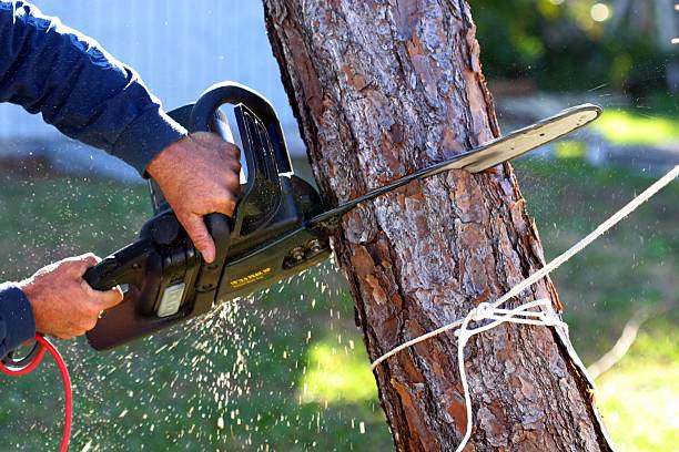 Leaf Removal in St Charles, MI