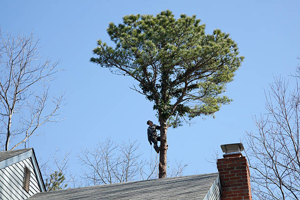 Reliable St Charles, MI Tree Care Solutions